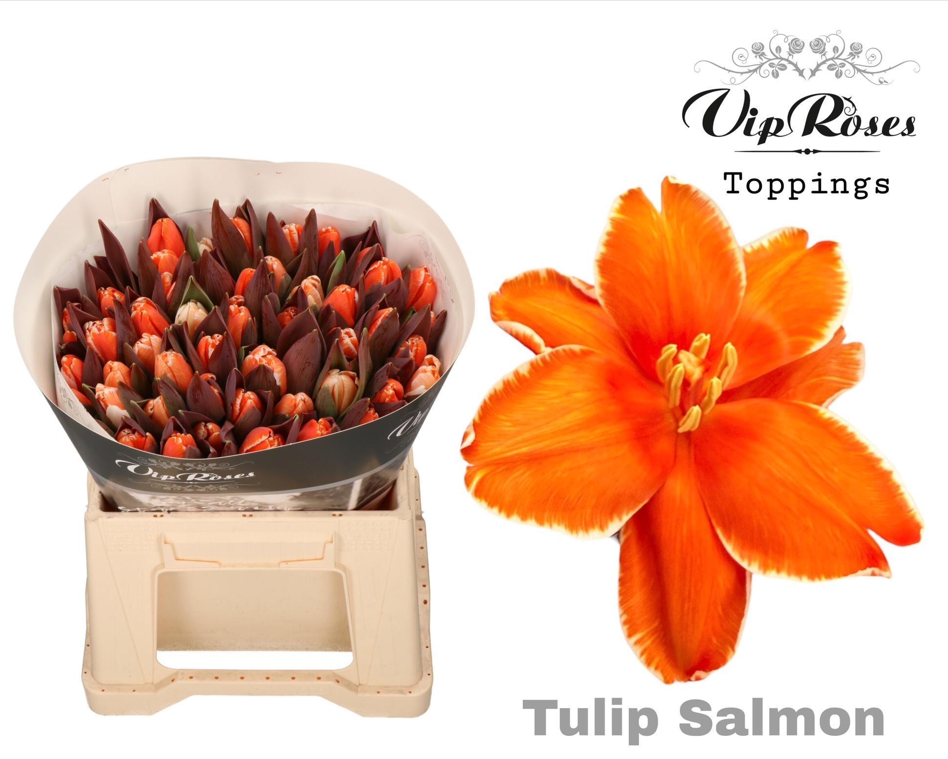 Срезанные цветы оптом Tulipa si paint salmon от 50шт из Голландии с доставкой по России