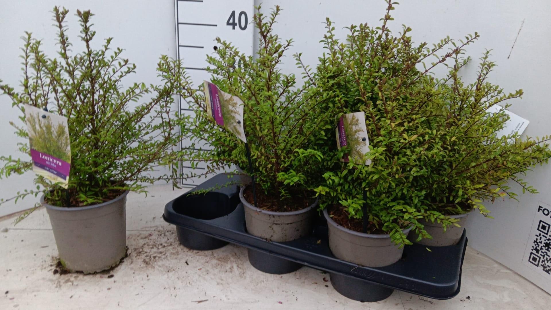 Горшечные цветы и растения оптом Lon S Ni Tiny Green от 6шт из Голландии с доставкой по России