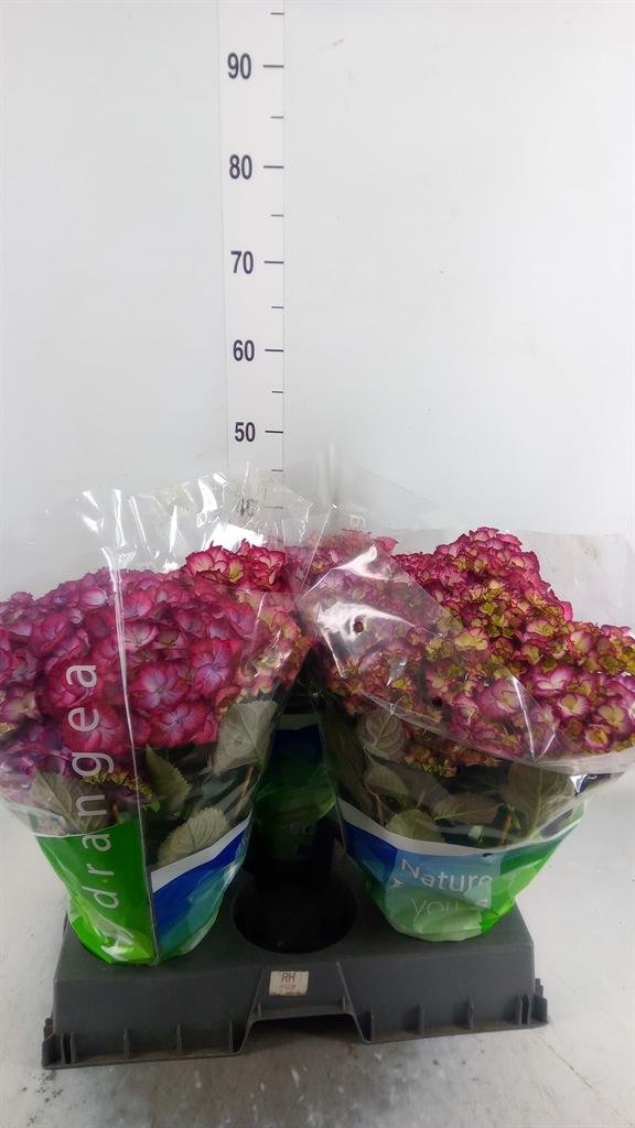 Горшечные цветы и растения оптом Hydrangea Mac.   ... от 3шт из Голландии с доставкой по России