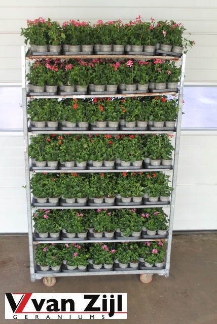 Горшечные цветы и растения оптом Pel Pelt Mixk от 12шт из Голландии с доставкой по России