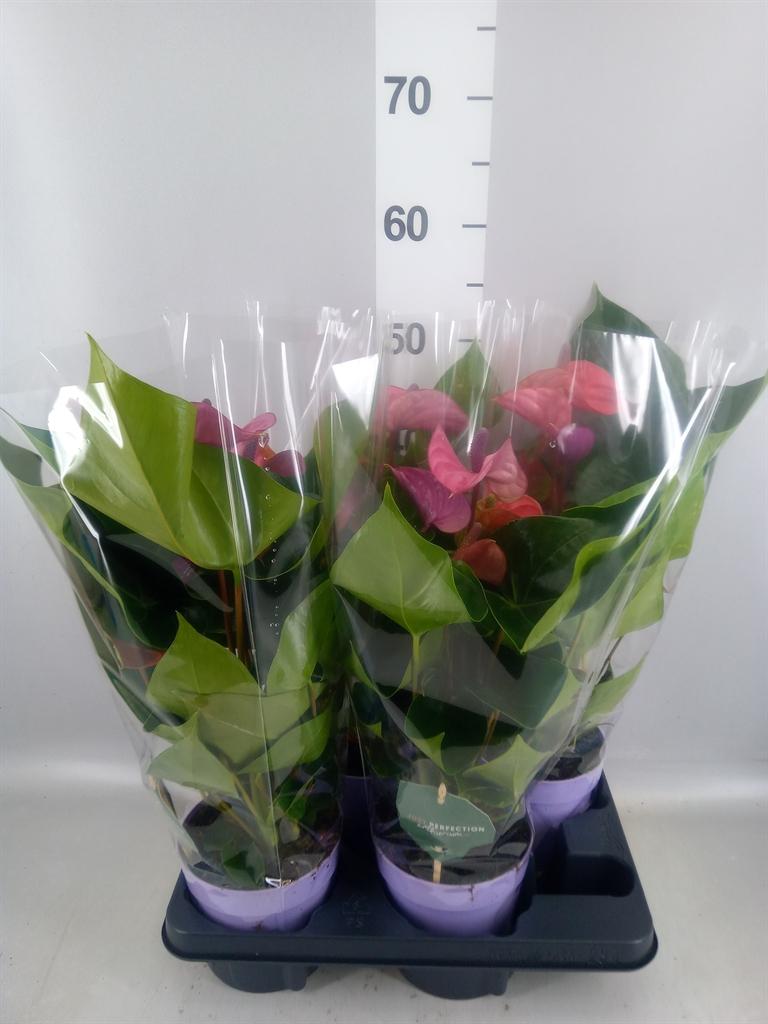 Горшечные цветы и растения оптом Anthurium Andr. cavalli от 4шт из Голландии с доставкой по России