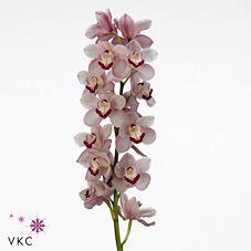 Срезанные цветы оптом Cymbidium pink hungarian beauty freeke от 6шт из Голландии с доставкой по России