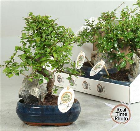Горшечные цветы и растения оптом Bonsai Gem от 4шт из Голландии с доставкой по России