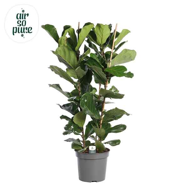 Горшечные цветы и растения оптом Ficus Lyrata 3pp (air So Pure) от 1шт из Голландии с доставкой по России
