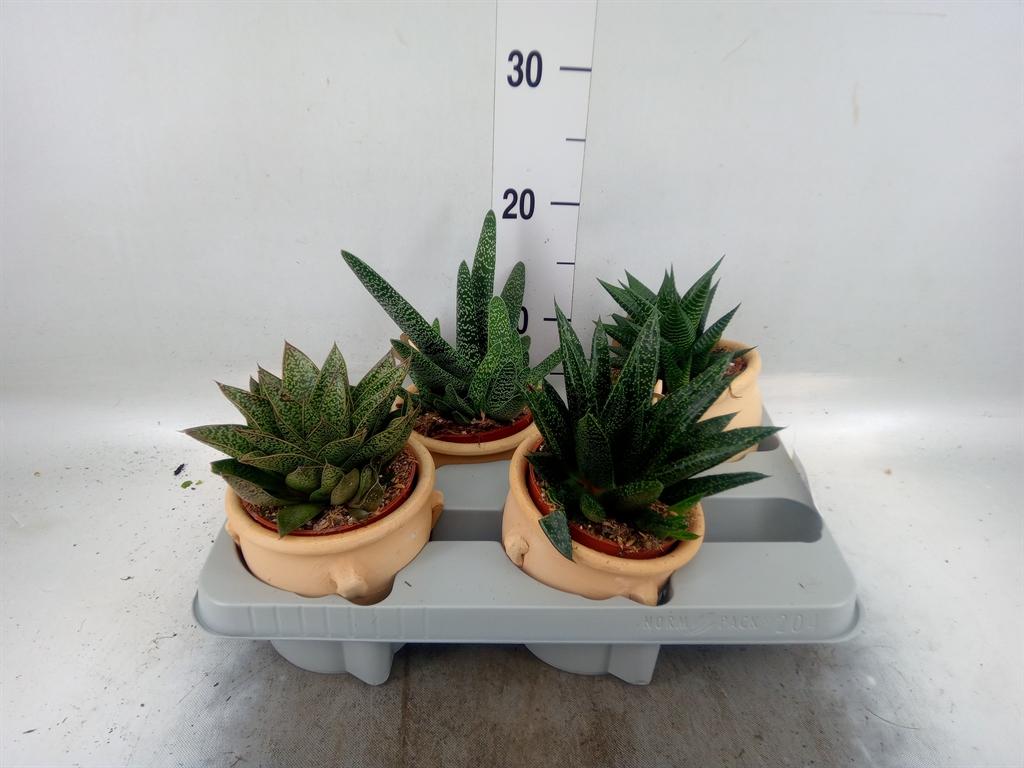 Горшечные цветы и растения оптом Aloe   ...mix от 4шт из Голландии с доставкой по России