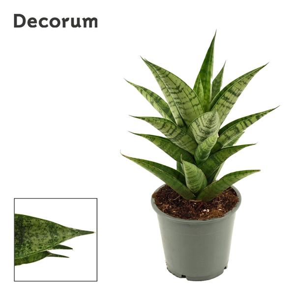 Горшечные цветы и растения оптом Sansevieria Brilliant Crown (decorum) от 10шт из Голландии с доставкой по России