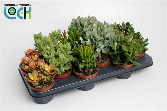 Горшечные цветы и растения оптом Crassula Mix от 9шт из Голландии с доставкой по России