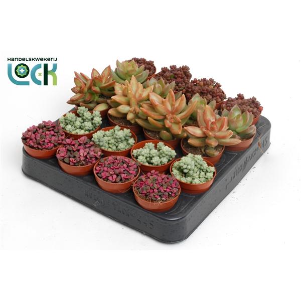 Горшечные цветы и растения оптом Sedum Mix от 20шт (для телеги) из Голландии с доставкой по России