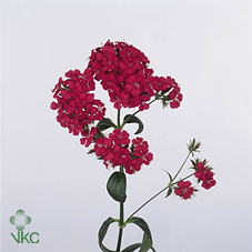 Срезанные цветы оптом Dianthus br amazon neon cherry от 50шт из Голландии с доставкой по России