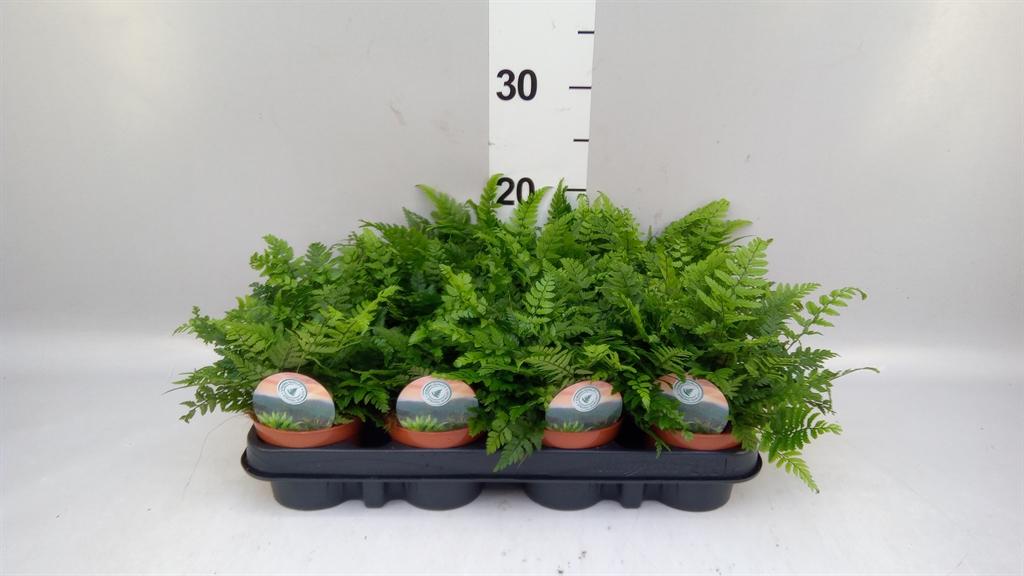 Горшечные цветы и растения оптом Polystichum Tsussimense от 12шт (для телеги) из Голландии с доставкой по России