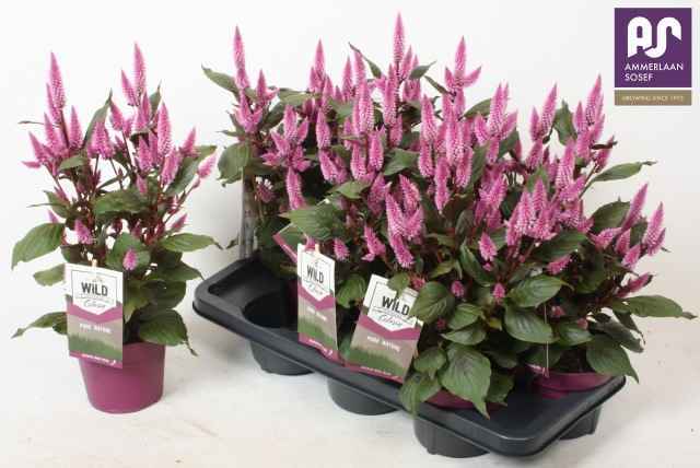 Горшечные цветы и растения оптом Cel Wild Pink от 7шт из Голландии с доставкой по России