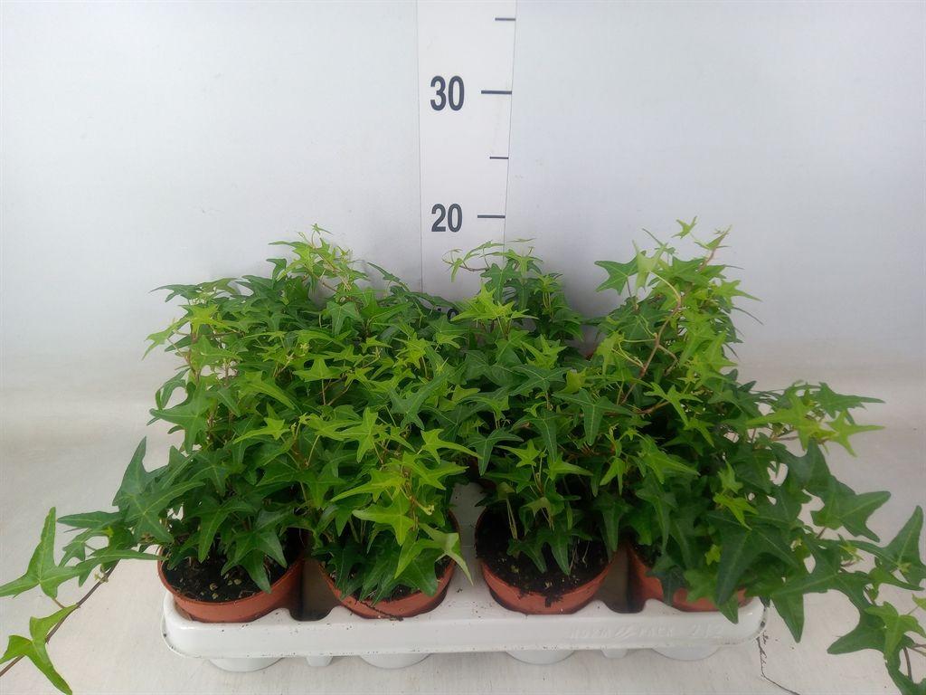 Горшечные цветы и растения оптом Hedera   ...green Leafed от 12шт (для телеги) из Голландии с доставкой по России