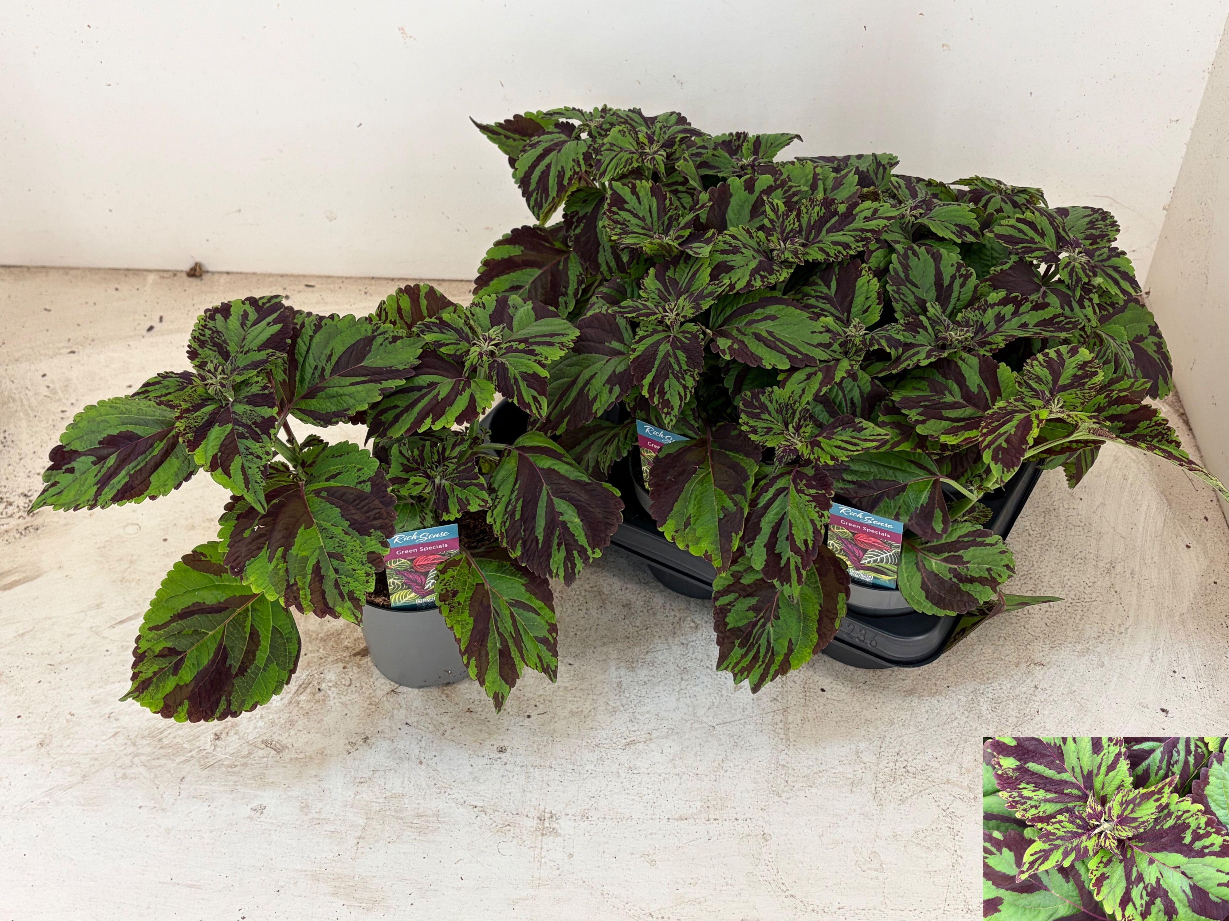 Горшечные цветы и растения оптом Plec C Gem от 6шт из Голландии с доставкой по России