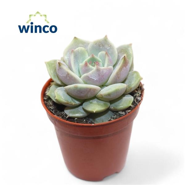 Горшечные цветы и растения оптом Echeveria Lola от 20шт (для телеги) из Голландии с доставкой по России
