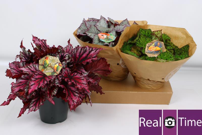 Горшечные цветы и растения оптом Beg Bel Gem от 3шт (для телеги) из Голландии с доставкой по России