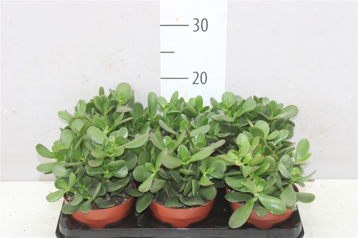 Горшечные цветы и растения оптом Crassula Ovata от 6шт из Голландии с доставкой по России