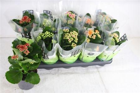 Горшечные цветы и растения оптом ** Kal Ge Gem 4 Kl * Spring Deal * от 10шт из Голландии с доставкой по России Горшечные цветы и растения оптом ** Kal Ge Gem 4 Kl * Spring Deal * от 10шт из Голландии с доставкой по России