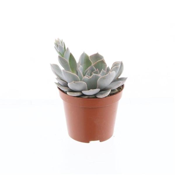 Горшечные цветы и растения оптом Echeveria Canadian от 12шт (для телеги) из Голландии с доставкой по России