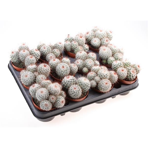 Горшечные цветы и растения оптом Mammillaria Bombycina от 12шт (для телеги) из Голландии с доставкой по России