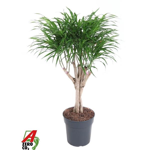 Горшечные цветы и растения оптом Dracaena Anita Varriegata Twisted Stamm от 1шт из Голландии с доставкой по России