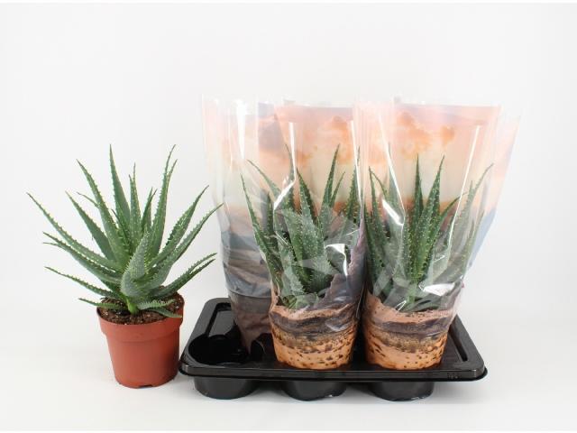 Горшечные цветы и растения оптом Aloe Arborescens от 6шт из Голландии с доставкой по России