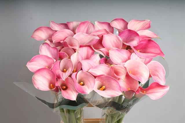 Срезанные цветы оптом Zantedeschia blushing lady от 40шт из Голландии с доставкой по России