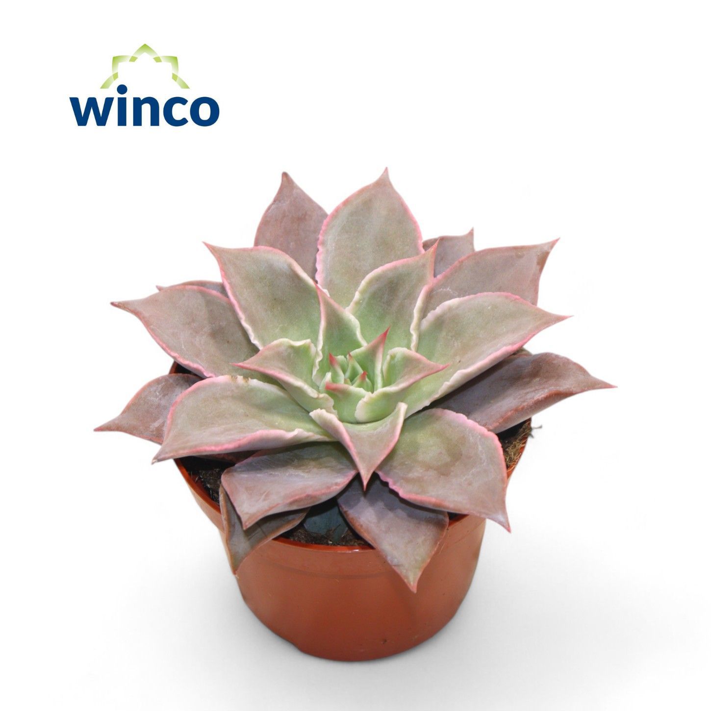 Горшечные цветы и растения оптом Echeveria Madiba от 12шт из Голландии с доставкой по России