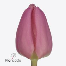 Срезанные цветы оптом Tulipa si molto amata от 150шт из Голландии с доставкой по России