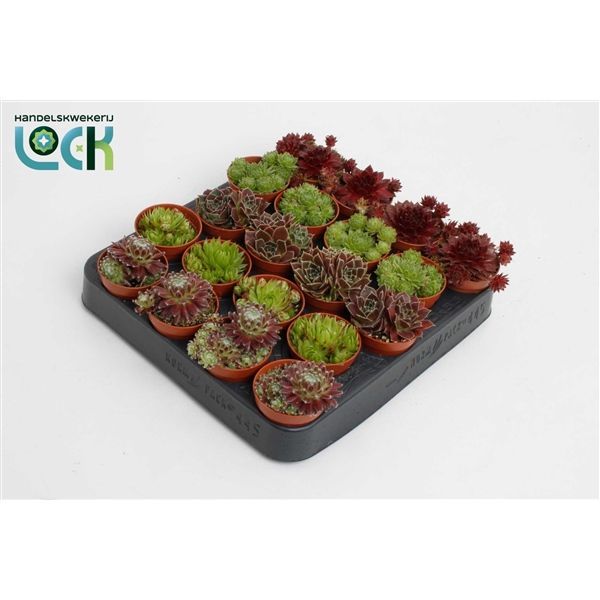 Горшечные цветы и растения оптом Sempervivum Mix от 20шт из Голландии с доставкой по России