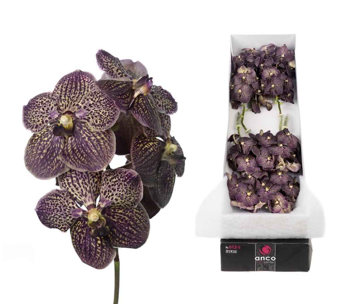 Срезанные цветы оптом Vanda sunanda chocolate brown per stem от 4шт.. из Голландии с доставкой по России