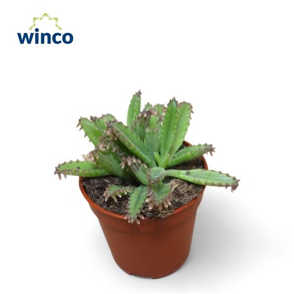 Горшечные цветы и растения оптом Kalanchoe Daigremontiana от 20шт (для телеги) из Голландии с доставкой по России