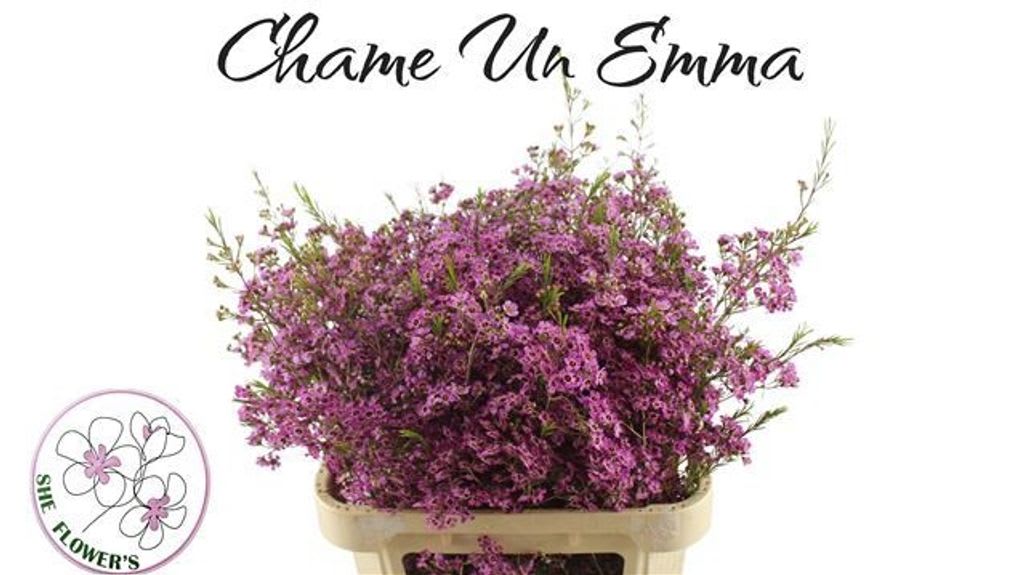 Срезанные цветы оптом Chamelaucium emma от 25шт из Голландии с доставкой по России