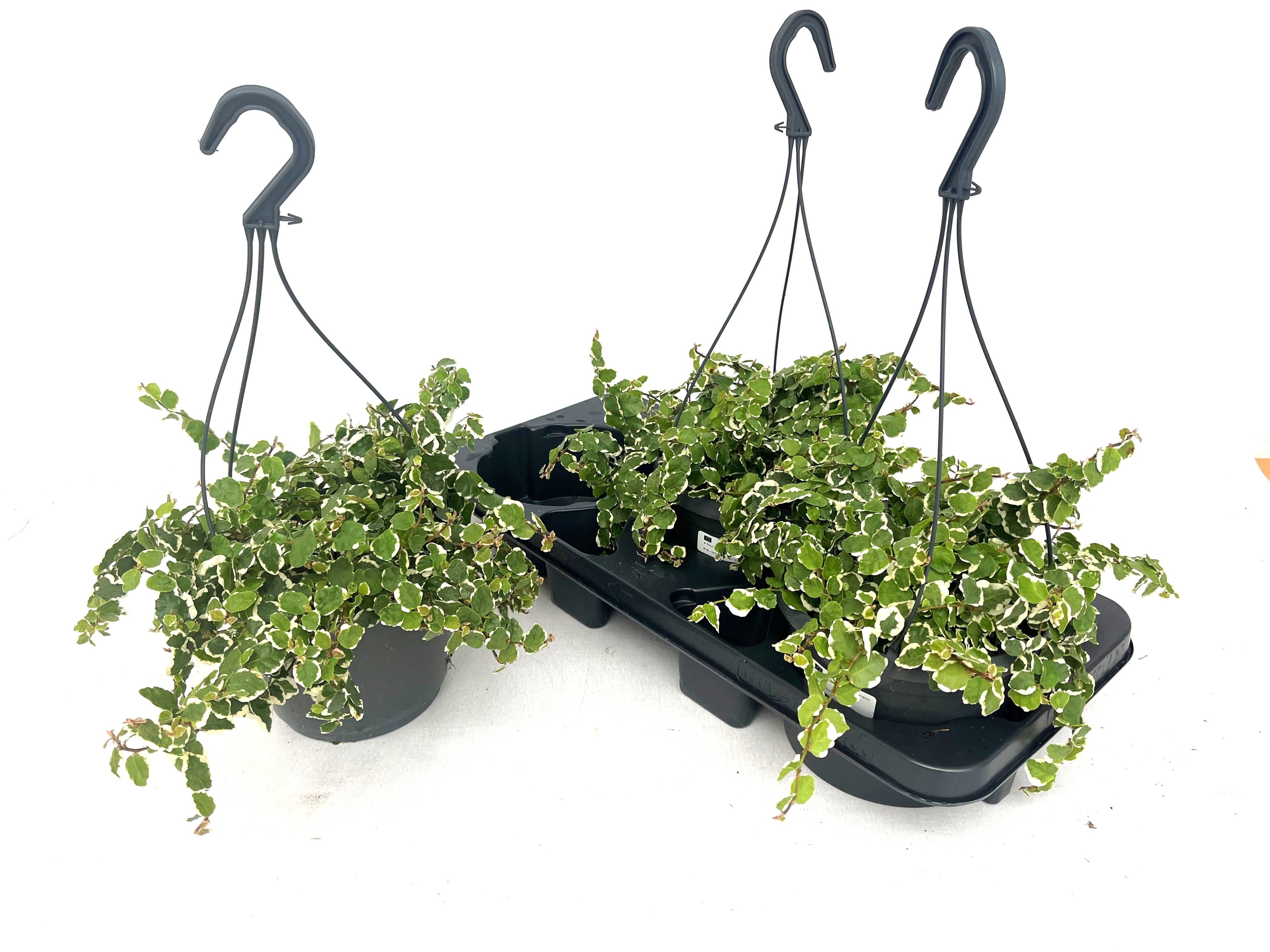 Горшечные цветы и растения оптом Fic Pu Sunny от 3шт из Голландии с доставкой по России