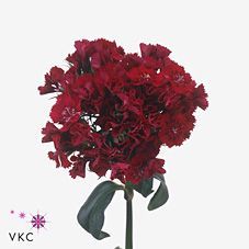 Срезанные цветы оптом Dianthus br sweet will red от 50шт из Голландии с доставкой по России