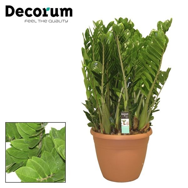 Горшечные цветы и растения оптом Zamioculcas Zamiifolia 15+ (decorum) от 1шт из Голландии с доставкой по России