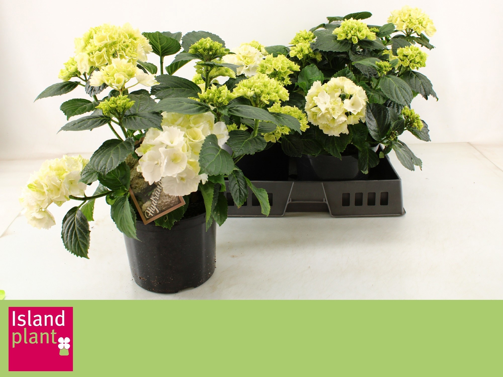 Горшечные цветы и растения оптом Hydr M Schneeball от 3шт из Голландии с доставкой по России