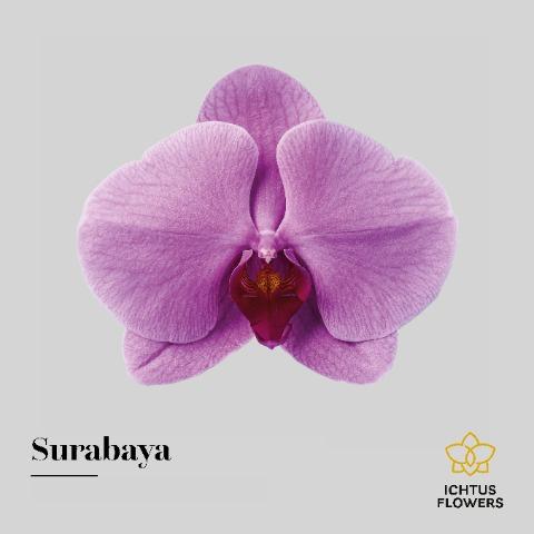 Срезанные цветы оптом Phalaenopsis surabaya (per flower) от 100шт из Голландии с доставкой по России
