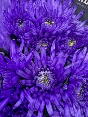 Срезанные цветы оптом Chrys bl paint topspin dark lilac от 60шт из Голландии с доставкой по России