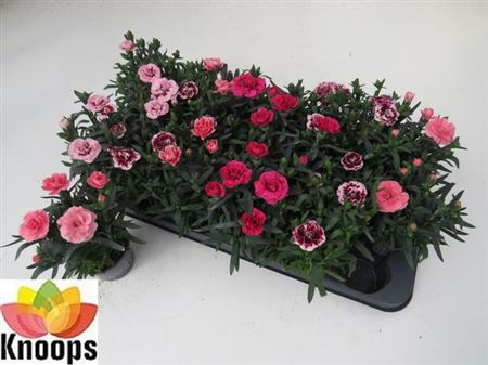 Горшечные цветы и растения оптом Dianthus Oscar Gemengd от 18шт (для телеги) из Голландии с доставкой по России