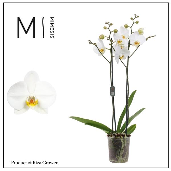 Горшечные цветы и растения оптом Phal 2st London 16+ Mimesis (orchid Growers) от 10шт из Голландии с доставкой по России