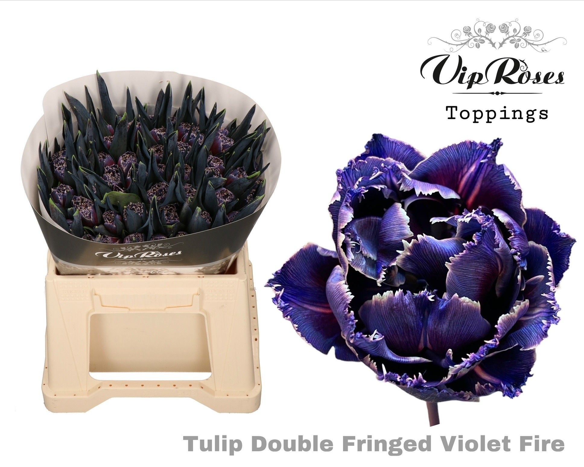 Срезанные цветы оптом Tulipa do paint violet fire от 50шт из Голландии с доставкой по России