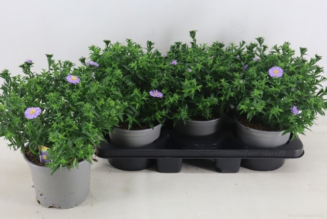 Горшечные цветы и растения оптом Aster D Al Purple Ro от 3шт из Голландии с доставкой по России