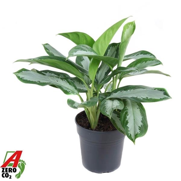 Горшечные цветы и растения оптом Aglaonema Silver Moon от 1шт из Голландии с доставкой по России
