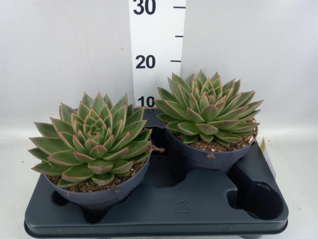 Горшечные цветы и растения оптом Echeveria Agavoides от 2шт из Голландии с доставкой по России