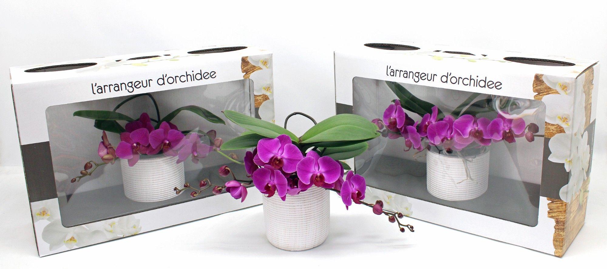 Горшечные цветы и растения оптом Phal Larrangeur Dorchidee Purple (phalaenova) от 1шт из Голландии с доставкой по России