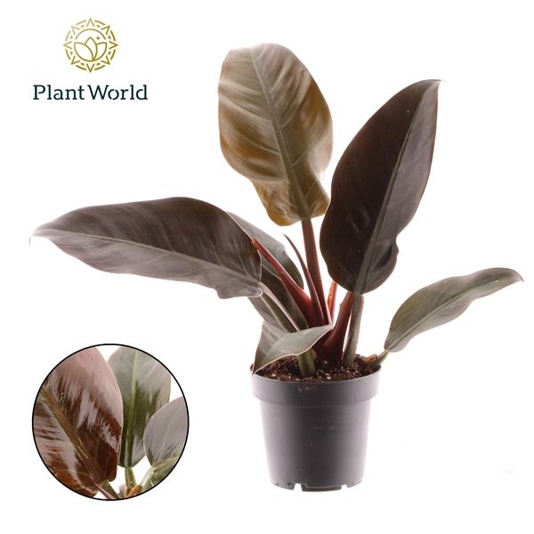 Горшечные цветы и растения оптом Philodendron Imperial Red от 10шт из Голландии с доставкой по России