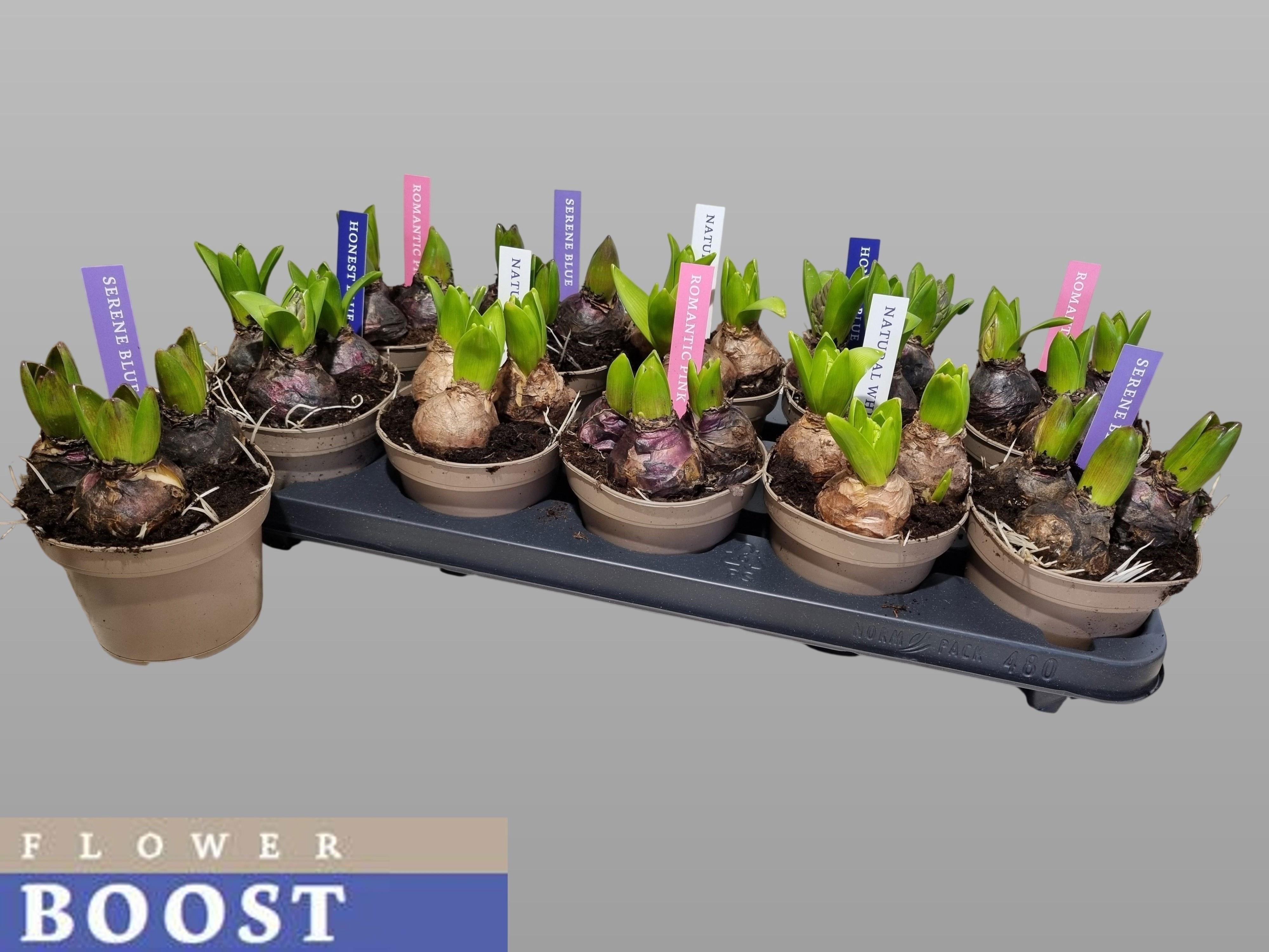 Горшечные цветы и растения оптом Hyacin Pear Gem 4 Kl от 10шт из Голландии с доставкой по России