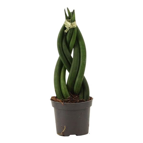 Горшечные цветы и растения оптом Sansevieria Cylindrica Braid от 14шт (для телеги) из Голландии с доставкой по России
