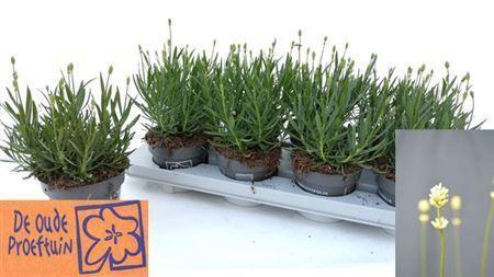 Горшечные цветы и растения оптом Lavendel Wit 12cm от 8шт из Голландии с доставкой по России