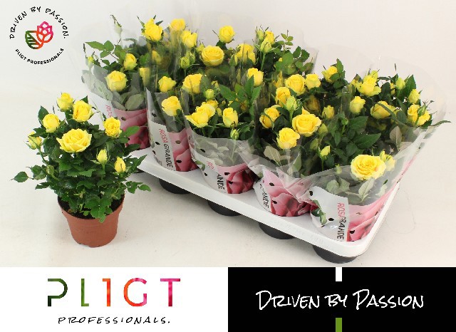 Горшечные цветы и растения оптом Ro Sunflare Kordana от 10шт из Голландии с доставкой по России Горшечные цветы и растения оптом Ro Sunflare Kordana от 10шт из Голландии с доставкой по России